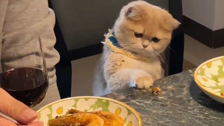 “Cat: Is this all there is? Who’s supposed to eat this?”