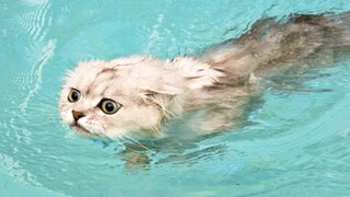 Funniest Cat Videos on the Planet #8 - Best Funny Animal Videos 2022