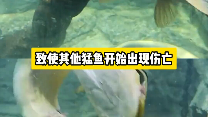 No wonder only carp can leap over the Dragon Gate! If you disagree, just go for it—dare to take on t