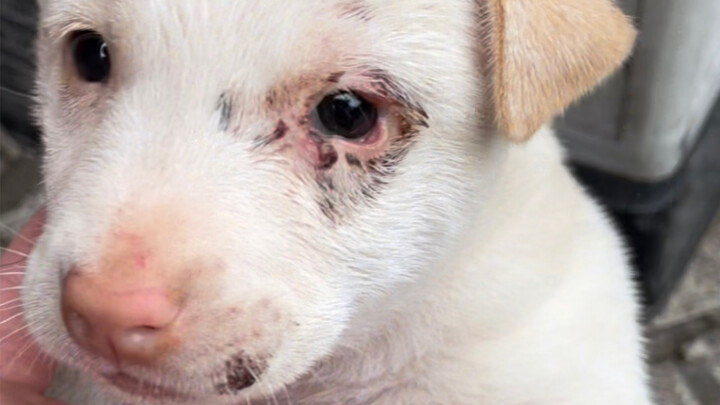 ตอนต่อไปเกี่ยวกับลูกหมาตัวน้อย