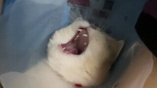 Tiếng mèo kêu hóa ra lại có thể khiến người ta mất thính lực?!