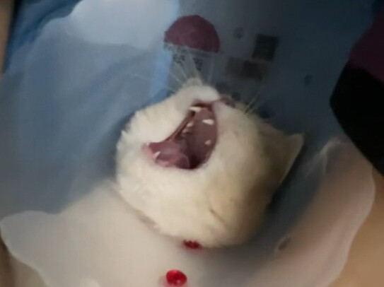 猫叫居然会让人失聪？！