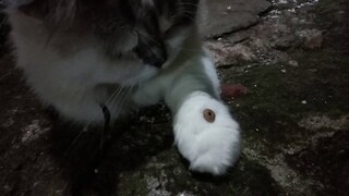 LANJUTAN KESEHARIAN KUCING RUMAH