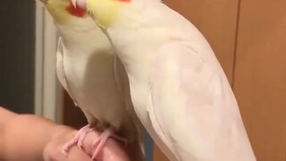 Not only can he sing when he gets stuck, he can also change the song himself.