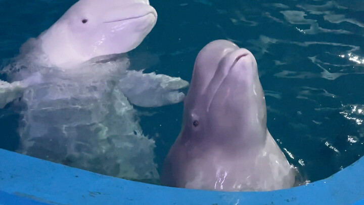 ต้าไป๋และเสี่ยวเฮยหมายถึงอะไรเหรอ