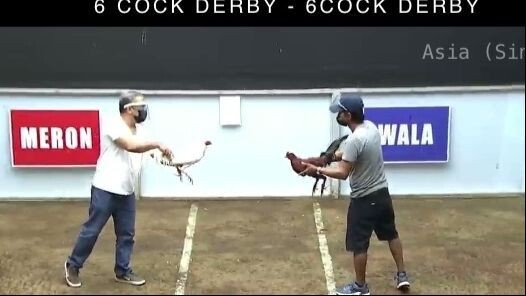 StanSid white in San Pedro 6-cock, 3rd Win in 4F, May 2021