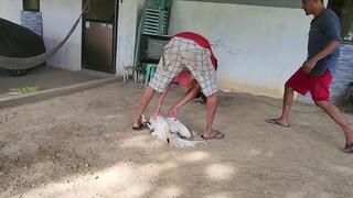 #white general vs #raptor sweater