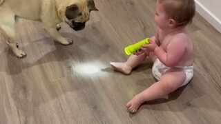 当你养了一条“傻狗”，同时还有一个笑点低的宝宝