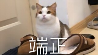 【帮帮×花生米】当两只青春期猫都觉得对方的行为更酷之后