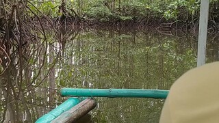 MANGROVE SNAKE... Beauty of nature..💚