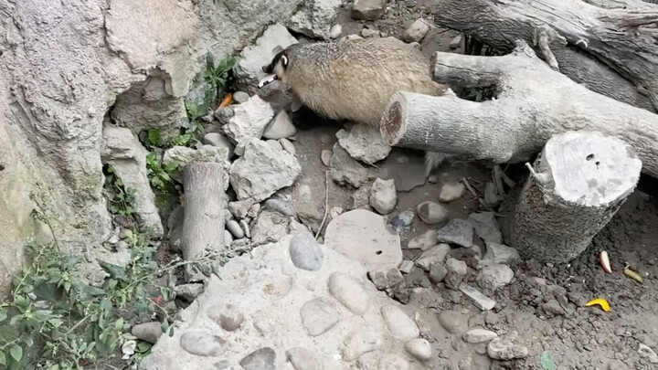 Ponsel seorang pengunjung di kebun binatang jatuh ke bawah