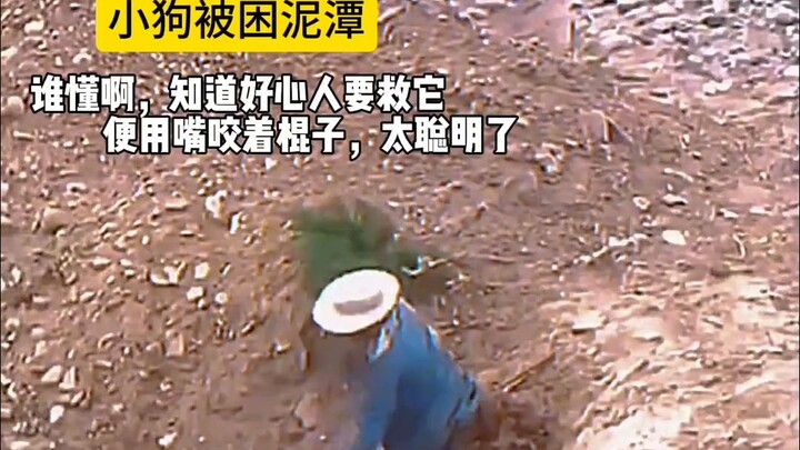 หมาแสนรู้เจอคนใจดี #หมา #หมาคือเพื่อนที่ดีที่สุดของมนุษย์