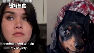 A foreign woman brought a dog home to relieve her anxiety, and the ending was hilarious
