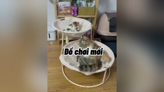 Hế lô. Khoe đồ chơi mới mèo cute cat  @