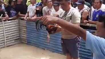 Duwag Kong manok Na punalitan ng pangkatay. Manalo na. 50/50 asil.