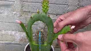 仙人掌上挖个大洞嫁接蟹爪兰和仙人柱，会发生什么？可以全部成活吗