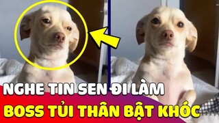 Bật cười hình ảnh chú Chó 'RƠM RỚM NƯỚC MẮT' khi nghe Sen nói sẽ bỏ mình ở nhà để đi làm 😅 Gâu Đần