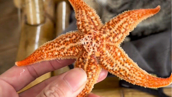 Come to Hailing Island, and I’ll treat you to seafood!