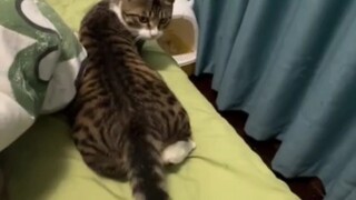 Mèo: Đo một chút