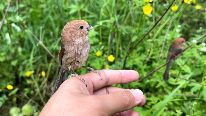 I ran into two cheeky little birds by the roadside; they flew onto my hand and wouldn’t leave.