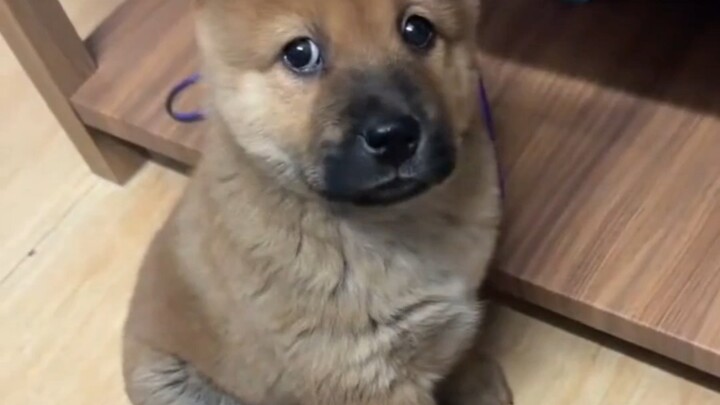 A Little Local Dog Grandma Carried Home on Her Back