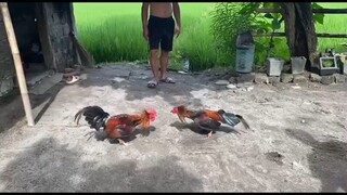 Test Fight muna mga ka Sabung