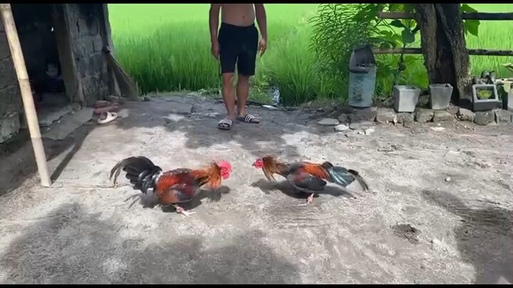 Test Fight muna mga ka Sabung