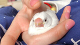 How to put a white java sparrow to sleep?