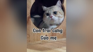 Nhà anh nhìu cần câu lắm. Yêu anh điz mèo cute cat