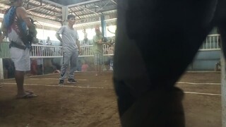 hatch grey 6months old winner /hackfight