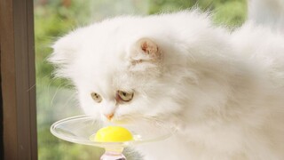 Pengocok Telur Kucing