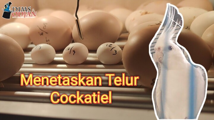 Cara Menetaskan Telur Cockatiel kesayangan