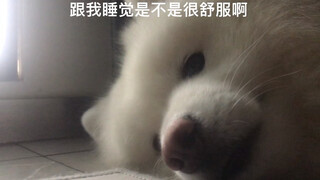 كيف أصبح السامويدي رفيق النوم؟