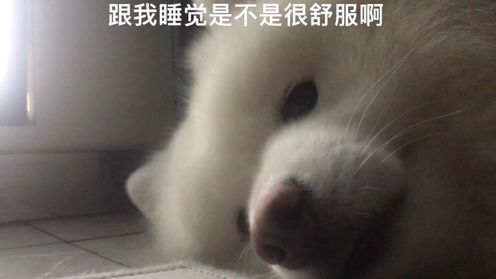 萨摩耶是如何变成陪睡员的？