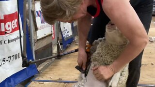 การแข่งขันตัดขนแกะขนาดใหญ่ ผู้เชี่ยวชาญมารวมตัวกัน แกะตัวใหญ่อ้วนพีตัวหนึ่งยอมอยู่นิ่งให้ตัดขน เพียง