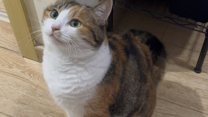 A 99%-new kitten that hasn’t bathed in two years