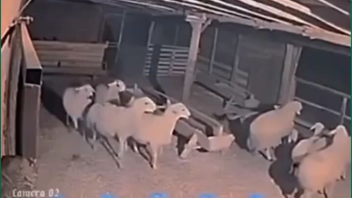 wolf clashes into the sheep house