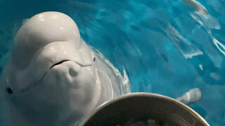 Xiao Hei is mad again.