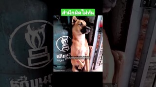 สำนึกผิดไม่ทัน