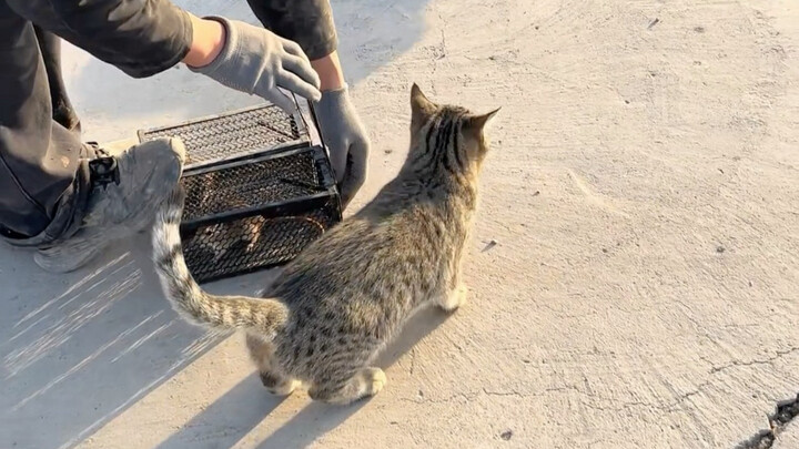 A fancy tabby cat owner catches warehouse mice