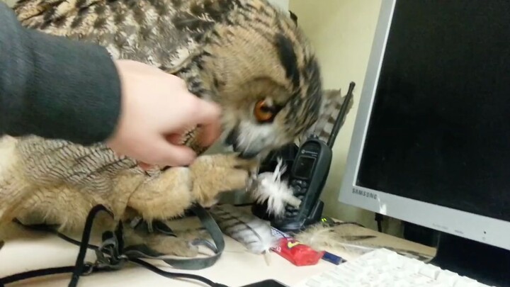 Owl: I can play with this feather all day.