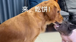 เจ้าหมาเริ่มใช้วิธีการสารพัดเลย😆