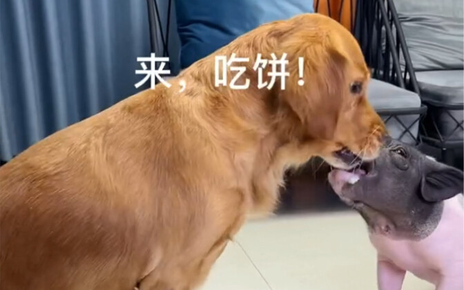 เจ้าหมาเริ่มใช้วิธีการสารพัดเลย😆