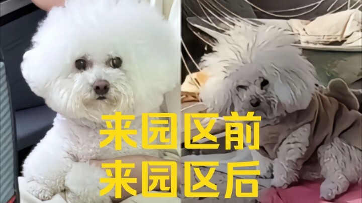 ผู้อำนวยการรับสมัครตรง ส่งของถึงบ้าน (มีคุณชายอยู่ในบ้านแล้วไม่ยอมเป็น ดันไปกัดคนอื่น)