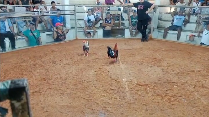 bulik babalik