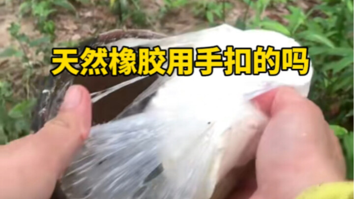 Is natural rubber really harvested entirely by hand—by manually scraping it off the trees?