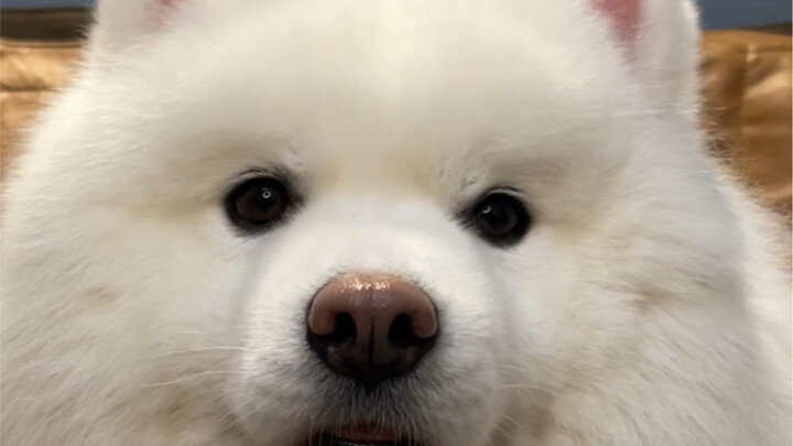 Thế này mà còn không hạ được bạn à?