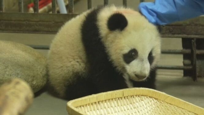 熊猫宝宝必上的一课