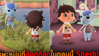 แพะหนุ่มที่ฮ็อตที่สุดในตอนนี้ Sherb Animal Crossing