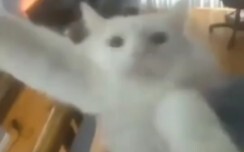mèo nhảy múa